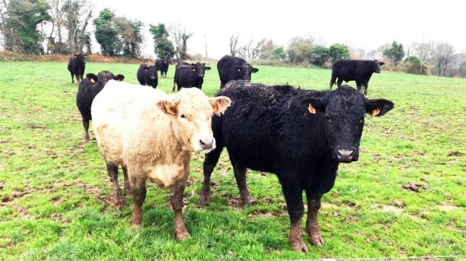 Nos vaches