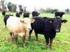 Nos vaches