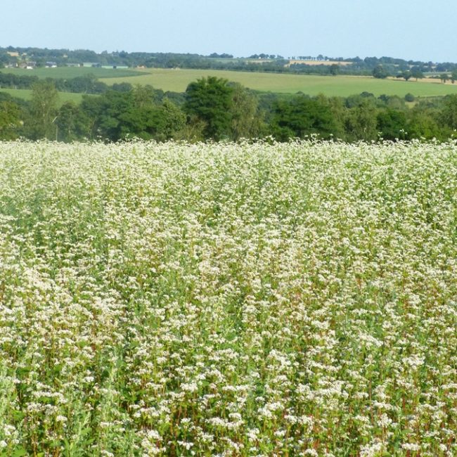 La ferme bio de la Cavalerie