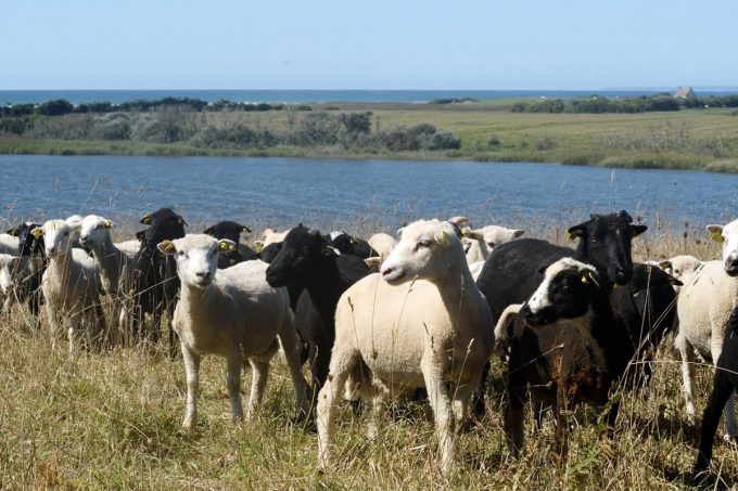 Les moutons élevés en plein air