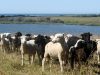 Les moutons élevés en plein air
