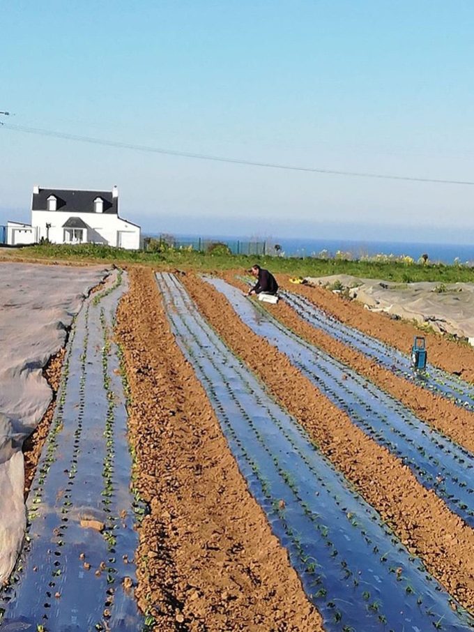 La ferme
