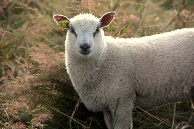 Un agneau de la Bergerie du Menez Hom