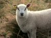 Un agneau de la Bergerie du Menez Hom