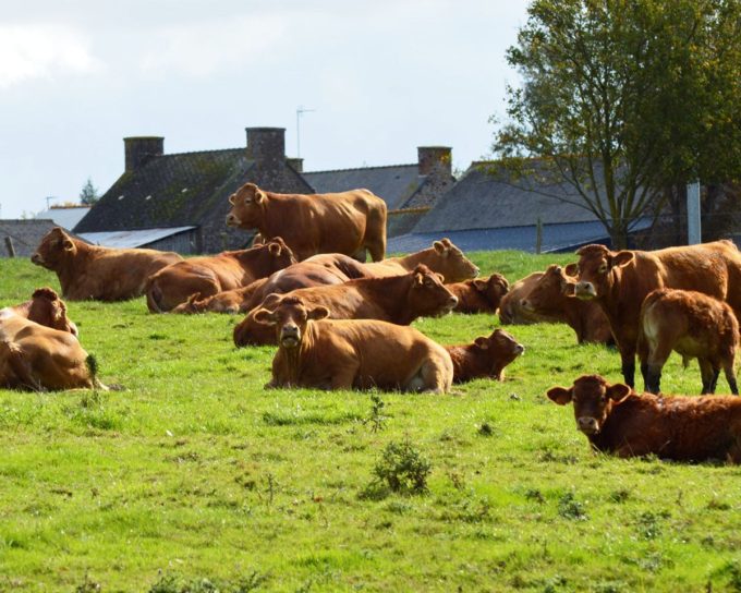 Viande bœuf en direct du producteur
