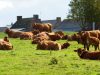 Viande bœuf en direct du producteur