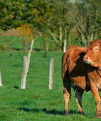 Agrikolimousine