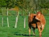 Agrikolimousine
