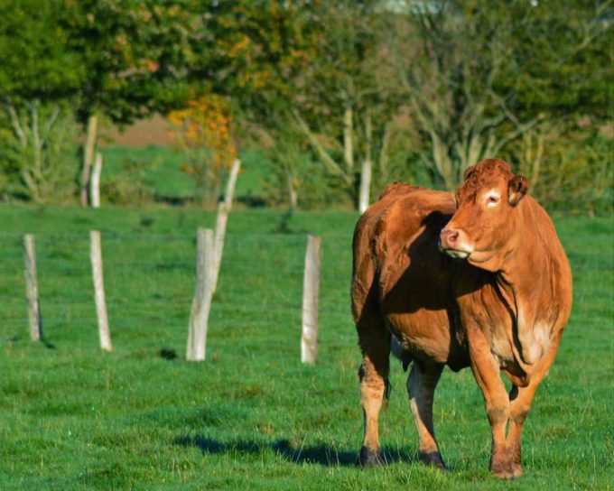 Agrikolimousine