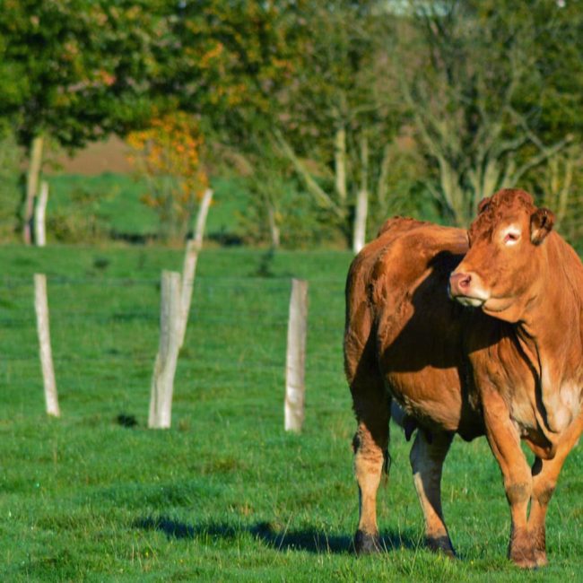 Agrikolimousine
