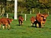 Vaches élevées en plein air