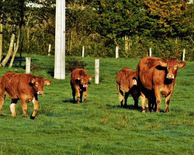 Vaches élevées en plein air