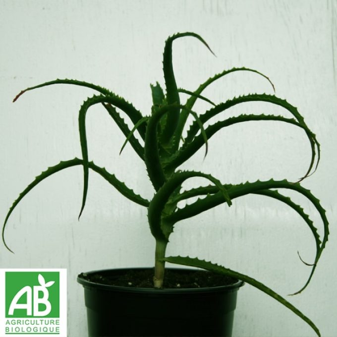 Plant d'Aloe Arborescens