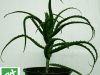 Plant d'Aloe Arborescens