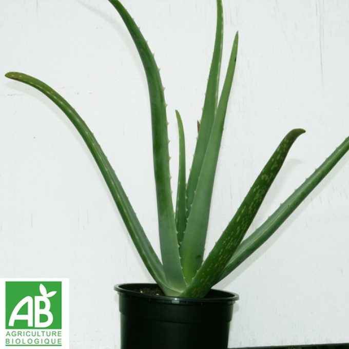 Plant d'Aloe Vera