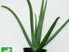Plant d'Aloe Vera