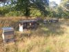Nos ruches