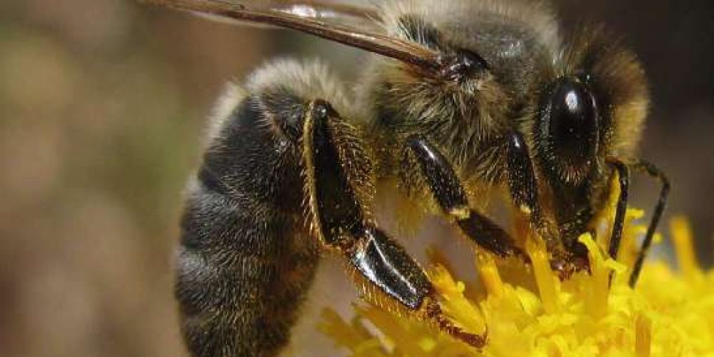 L&rsquo;Abeille noire : Une abeille locale et rustique, en danger…
