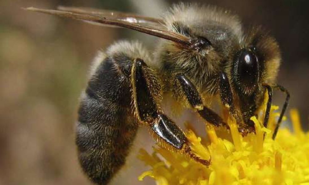 L&rsquo;Abeille noire : Une abeille locale et rustique, en danger…