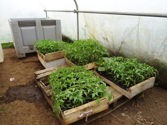 Semis de tomates