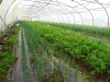 Serre de légumes