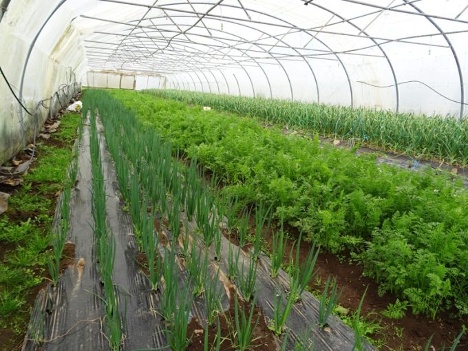 Serre de légumes