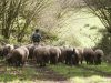 Les Bergers d'Er Borel - troupeau en sous-bois