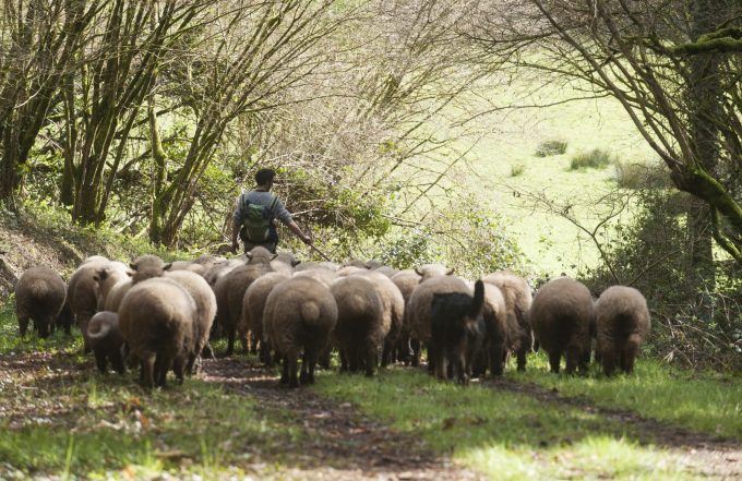 Les Bergers d'Er Borel - troupeau en sous-bois