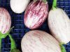 Bio'Pot' - courges