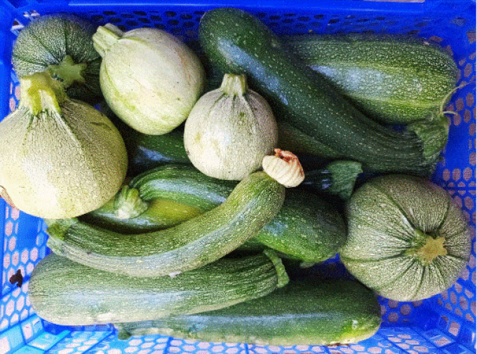 Bio'Pot' - curcubitacées