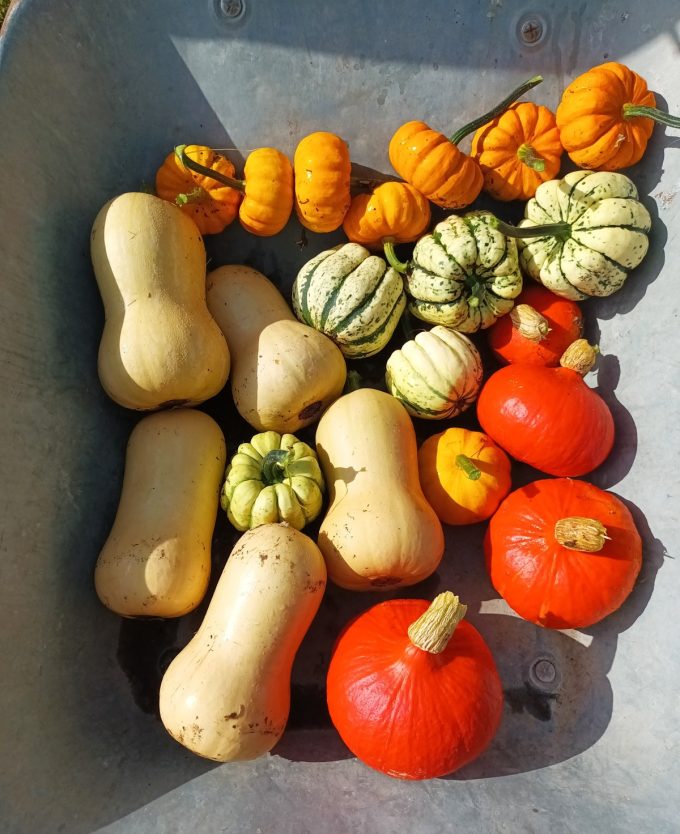 Bio'Pot' - courges