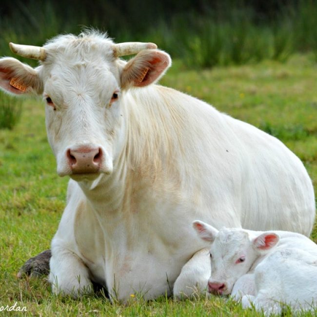 Boeuf de Quelordan