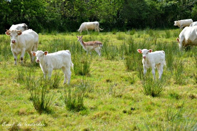 Une biche dans le troupeau Charolais de Quélordan