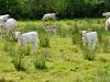 Une biche dans le troupeau Charolais de Quélordan