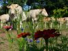 La Ferme de Botfaven