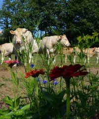 La Ferme de Botfaven
