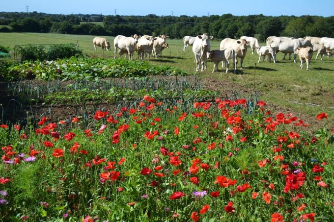 Les vaches ont vue sur les fleurs