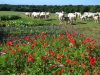 Les vaches ont vue sur les fleurs