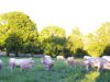 Vaches blondes d'Aquitaine