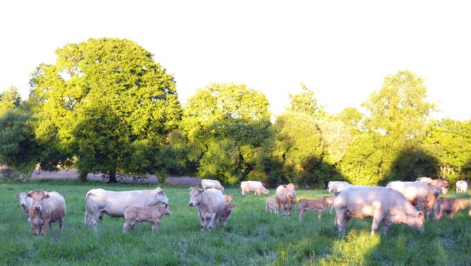 Vaches blondes d'Aquitaine