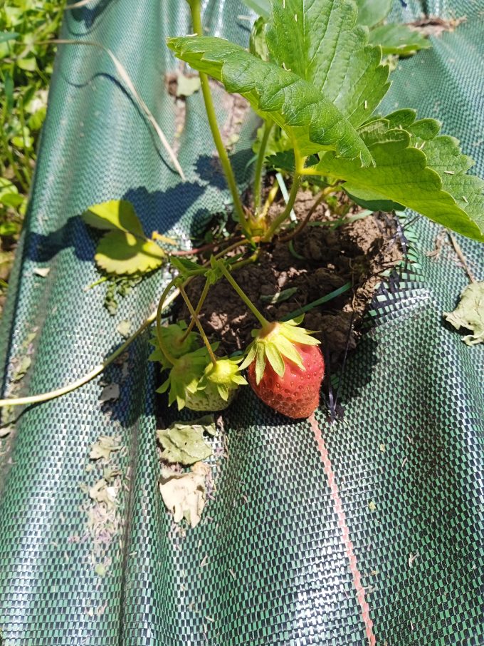 Cristea Diana - plant fraisier bio