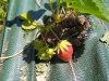 Cristea Diana - plant fraisier bio