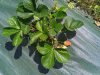 Cristea Diana - fraise de pleine terre