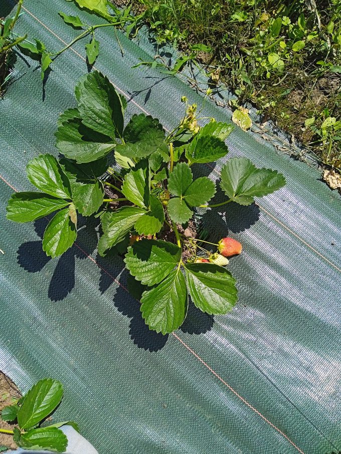 Cristea Diana - fraise de pleine terre