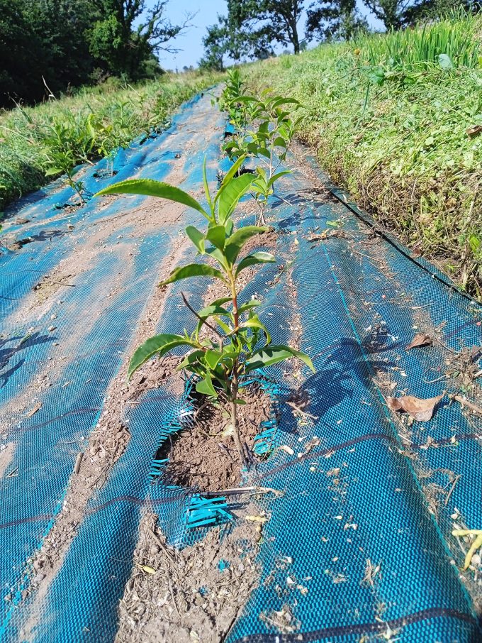 Cristea Diana - plant théier