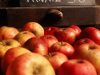 Pommes de la cidrerie du Manoir du Kinkiz