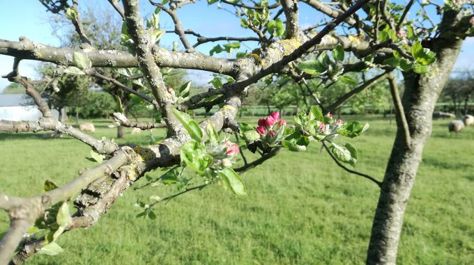 Cidrerie Distillerie Les Vergers de la Ferme - pommier en fleurs