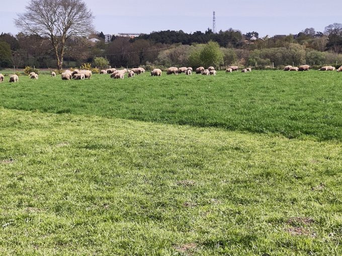 Cidrerie Distillerie Les Vergers de la Ferme - troupeau