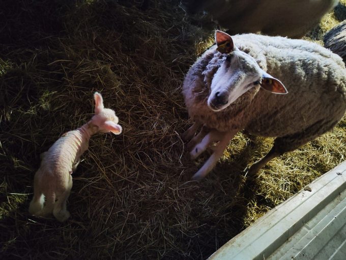 Cidrerie Distillerie Les Vergers de la Ferme - brebis et son agneau