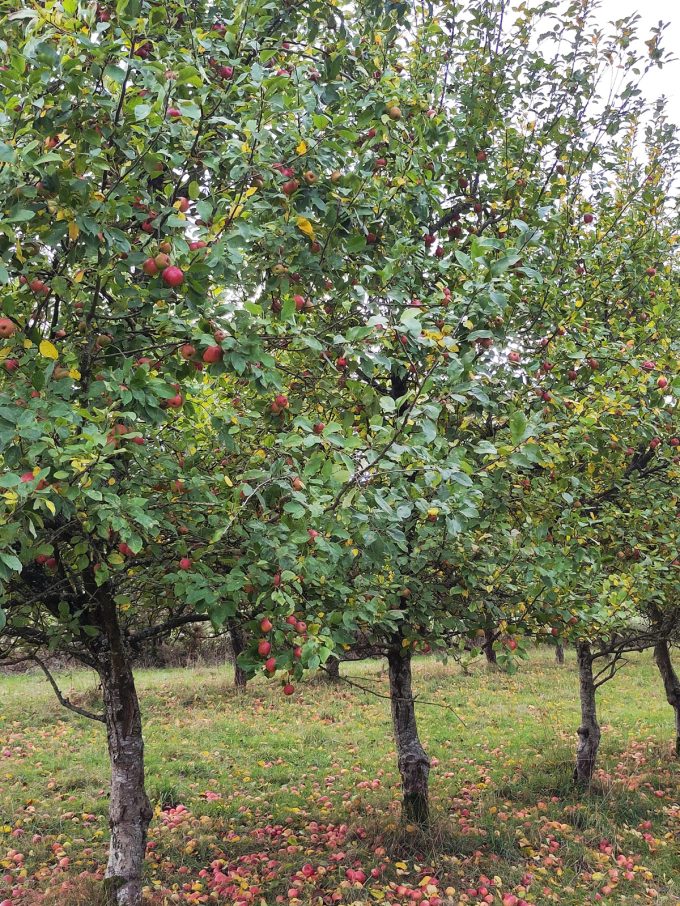 Cidrerie Distillerie Les Vergers de la Ferme - verger